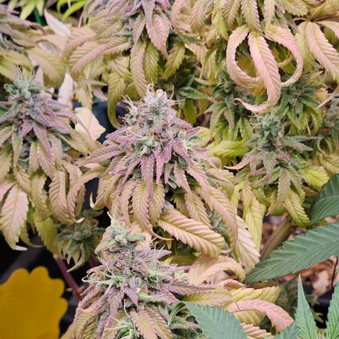 Smashberry fumez growlog timeline photo