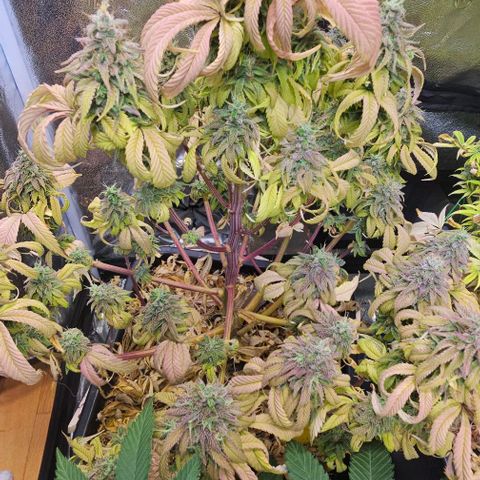 Smashberry fumez growlog timeline photo