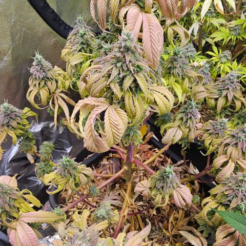 Smashberry fumez growlog timeline photo