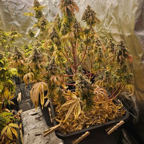 Smashberry fumez growlog timeline photo