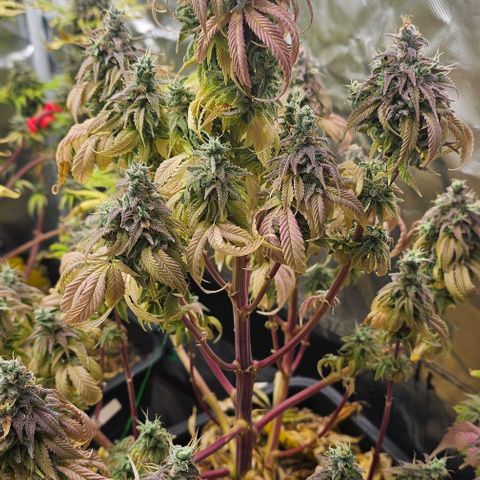 Smashberry fumez growlog timeline photo
