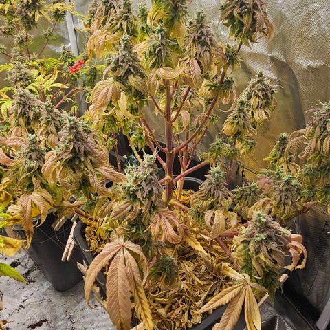 Smashberry fumez growlog timeline photo