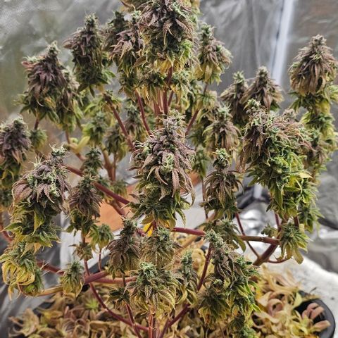 Smashberry fumez growlog timeline photo
