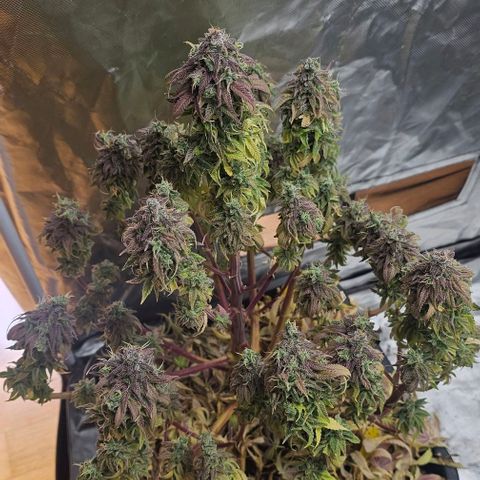 Smashberry fumez growlog timeline photo
