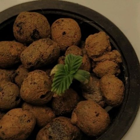 Auto Olympia growlog photo: Мутант?