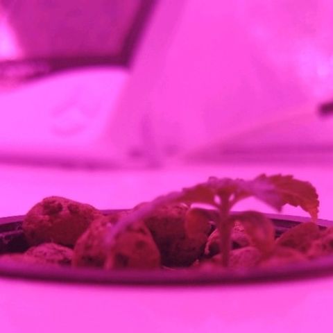 Auto Olympia growlog timeline photo