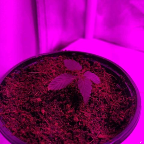 Auto Olympia growlog photo: Пока пусть стоит, жалко