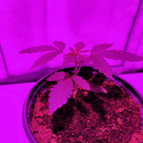Auto Olympia growlog timeline photo