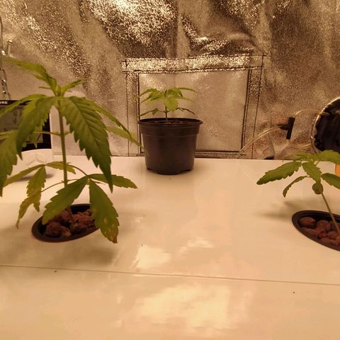 Auto Olympia growlog timeline photo