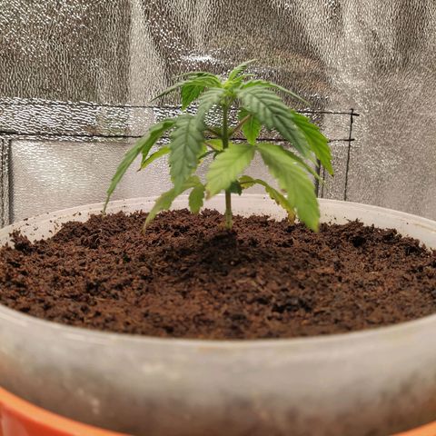Auto Olympia growlog timeline photo