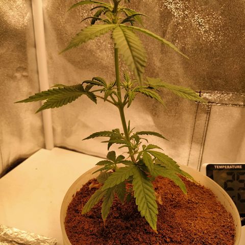 Auto Olympia growlog timeline photo