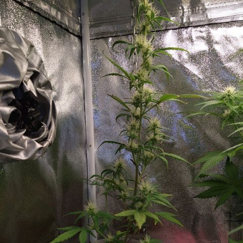 Auto Olympia growlog timeline photo