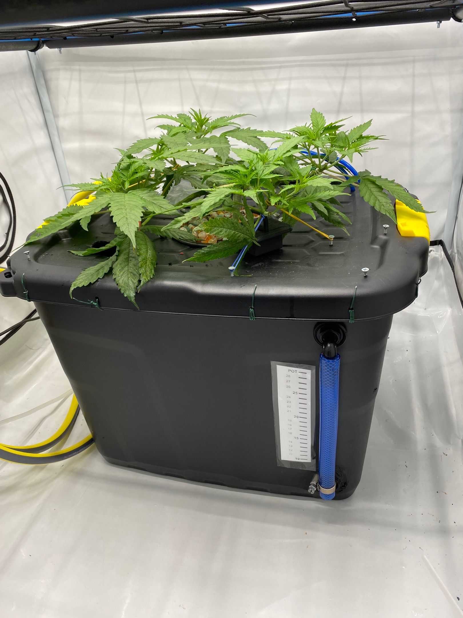 Chocolate Haze  growlog header