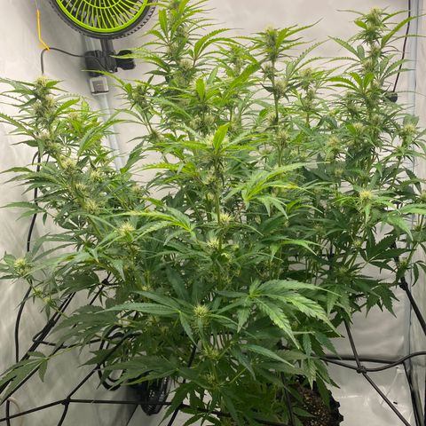 Green Gelato (Air-Pot) growlog timeline photo