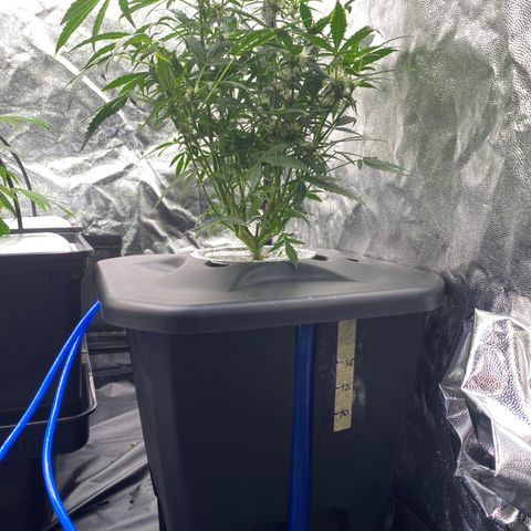 Green Gelato (DWC) growlog timeline photo