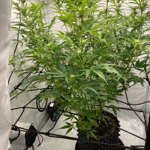 Green Gelato (Air-Pot) growlog timeline photo