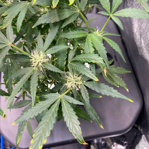 Green Gelato (DWC) growlog timeline photo