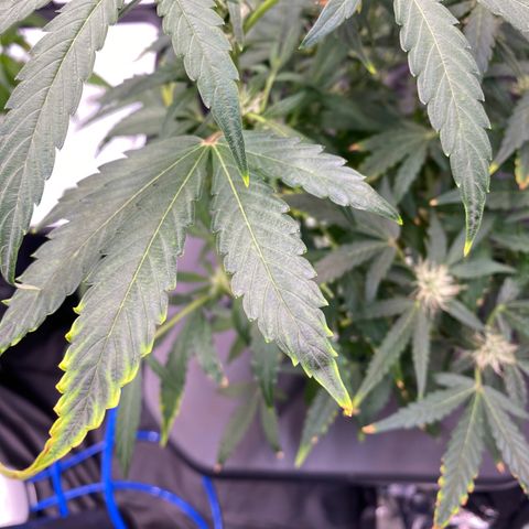 Green Gelato (DWC) growlog timeline photo