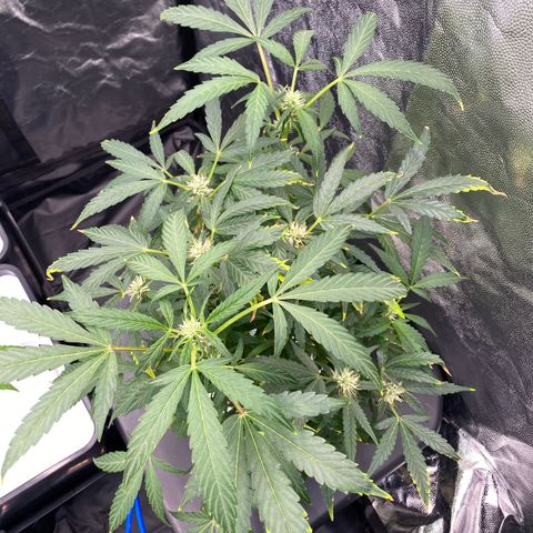 Green Gelato (DWC) growlog timeline photo