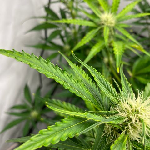 Green Gelato (Air-Pot) growlog timeline photo