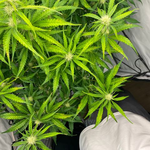 Green Gelato (Air-Pot) growlog timeline photo