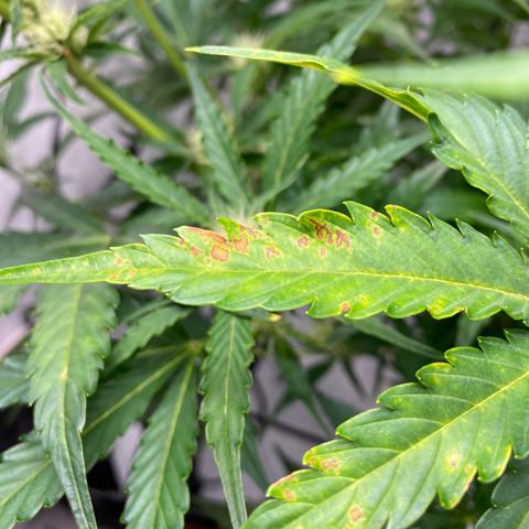 Green Gelato (DWC) growlog photo: А-ля грибок и недобор химии