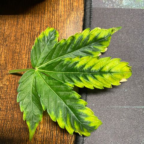 Green Gelato (DWC) growlog photo: А-ля грибок и недобор химии