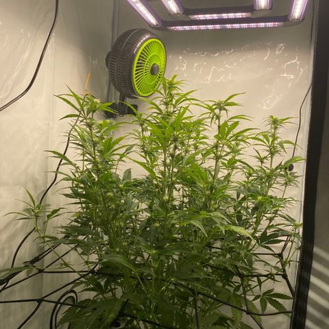Green Gelato (Air-Pot) growlog timeline photo