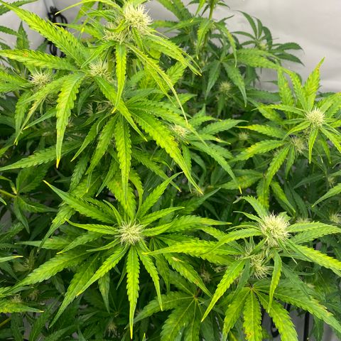 Green Gelato (Air-Pot) growlog timeline photo