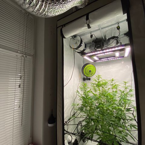 Green Gelato (Air-Pot) growlog timeline photo