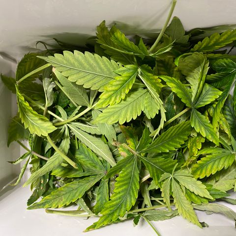 Green Gelato (DWC) growlog photo: Срезал больные листья