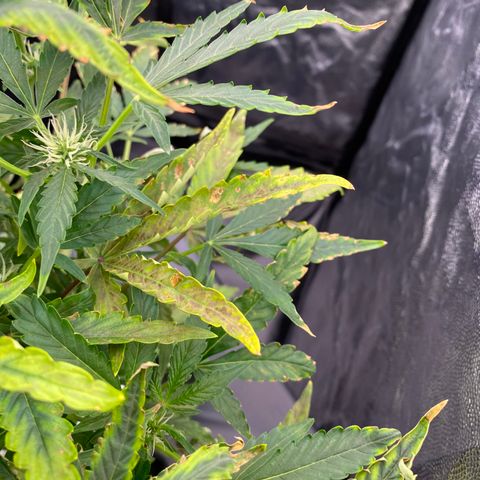 Green Gelato (DWC) growlog photo: Срезал больные листья