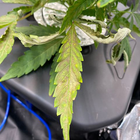 Green Gelato (DWC) growlog photo: Срезал больные листья