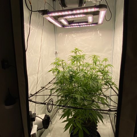 Green Gelato (Air-Pot) growlog photo: Состояние: Топчик