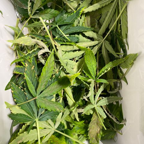 Green Gelato (DWC) growlog photo: Срезал больные листья