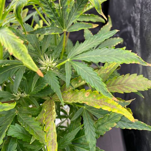 Green Gelato (DWC) growlog photo: Жопа