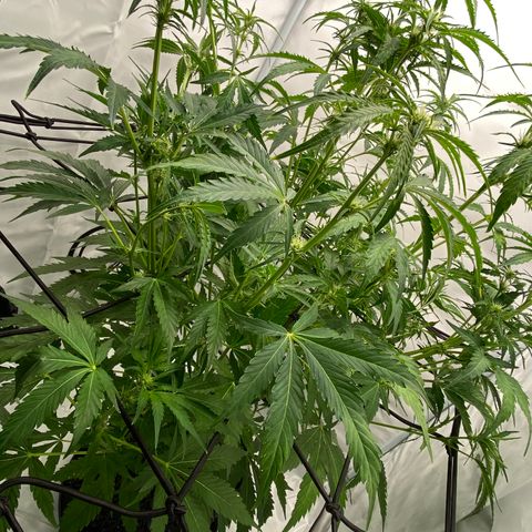 Green Gelato (Air-Pot) growlog photo: Состояние: Топчик