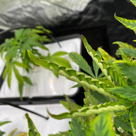 Green Gelato (DWC) growlog photo: Жопа