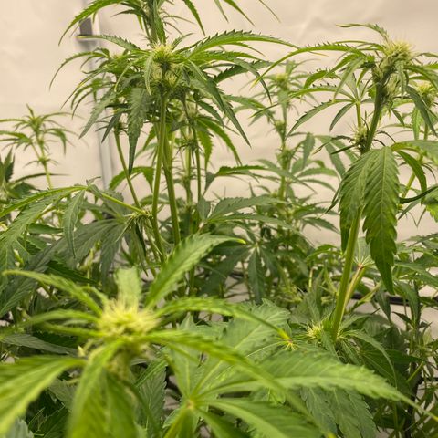 Green Gelato (Air-Pot) growlog photo: Состояние: Топчик