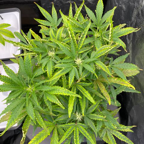 Green Gelato (DWC) growlog photo: Жопа