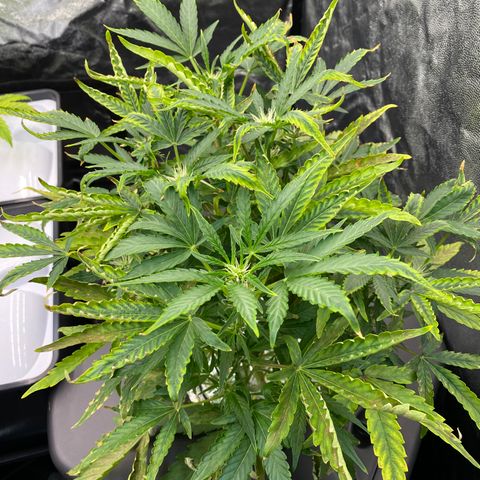 Green Gelato (DWC) growlog photo: Срезал больные листья