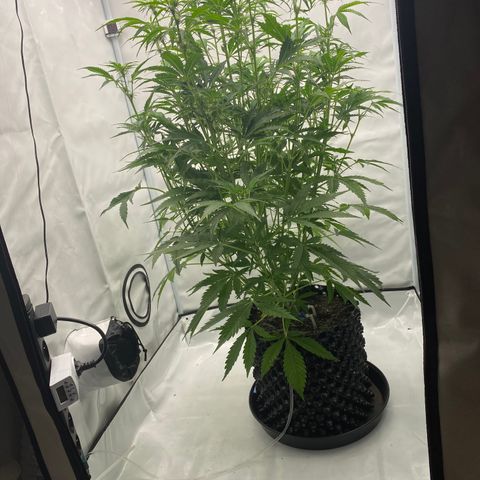 Green Gelato (Air-Pot) growlog photo: Added Scrog