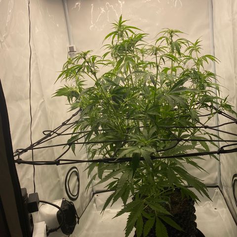 Green Gelato (Air-Pot) growlog photo: Added Scrog