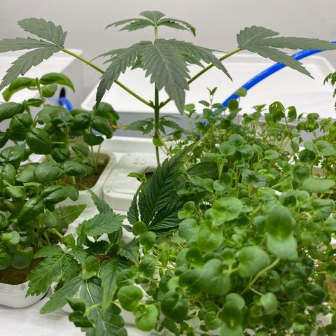 RDWC growlog timeline photo