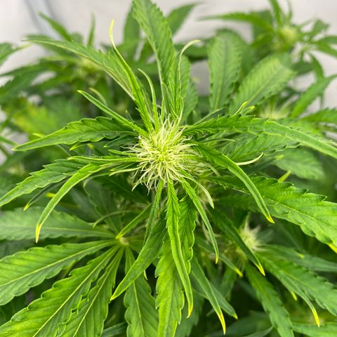 Green Gelato (Air-Pot) growlog photo: Срезал пару испорченных листьев. В целом все норм. 