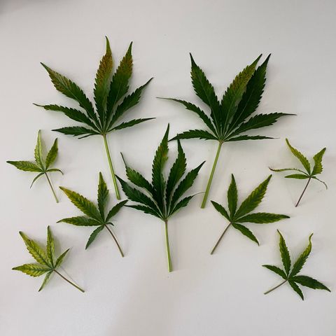 Green Gelato (Air-Pot) growlog photo: Срезал пару испорченных листьев. В целом все норм. 