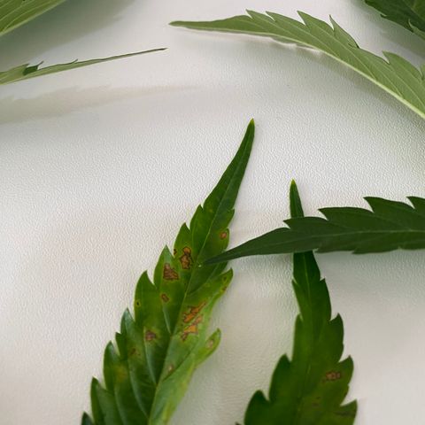 Green Gelato (Air-Pot) growlog photo: Срезал пару испорченных листьев. В целом все норм. 