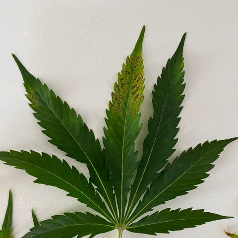 Green Gelato (Air-Pot) growlog photo: Срезал пару испорченных листьев. В целом все норм. 