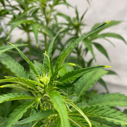 Green Gelato (Air-Pot) growlog photo: Срезал пару испорченных листьев. В целом все норм. 