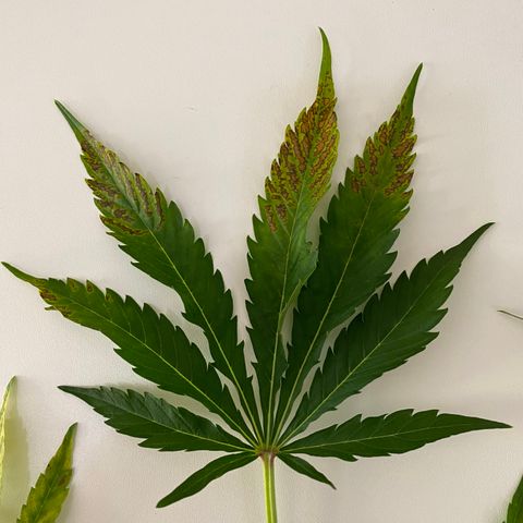 Green Gelato (Air-Pot) growlog photo: Срезал пару испорченных листьев. В целом все норм. 